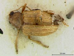 Colaspis flavocostata avaloni by the Smithsonian. Used under a CC0 license.