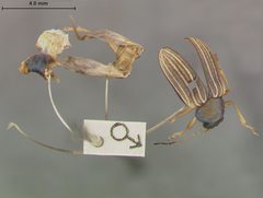 Colaspis flavocostata by the Smithsonian. Used under a CC0 license.