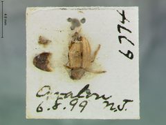 Colaspis flavocostata avaloni by the Smithsonian. Used under a CC0 license.