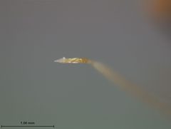 Colaspis flavocostata by the Smithsonian. Used under a CC0 license.