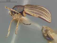 Colaspis flavocostata by the Smithsonian. Used under a CC0 license.