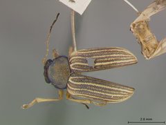 Colaspis flavocostata by the Smithsonian. Used under a CC0 license.