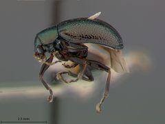 Colaspis floridana by the Smithsonian. Used under a CC0 license.