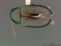 Colaspis floridana by the Smithsonian. Used under a CC0 license.