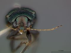 Colaspis floridana by the Smithsonian. Used under a CC0 license.