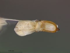 Colaspis floridana by the Smithsonian. Used under a CC0 license.