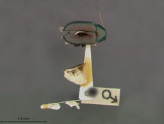 Colaspis floridana by the Smithsonian. Used under a CC0 license.
