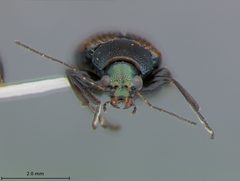 Colaspis melaina by the Smithsonian. Used under a CC0 license.