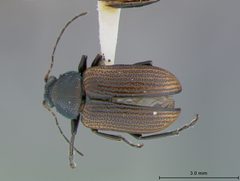 Colaspis melaina by the Smithsonian. Used under a CC0 license.