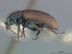 Colaspis melaina by the Smithsonian. Used under a CC0 license.