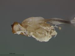 Colaspis melaina by the Smithsonian. Used under a CC0 license.
