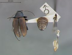 Colaspis melaina by the Smithsonian. Used under a CC0 license.