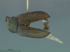 Colaspis pini schotti by the Smithsonian. Used under a CC0 license.