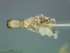 Colaspis pini schotti by the Smithsonian. Used under a CC0 license.