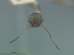 Colaspis pini schotti by the Smithsonian. Used under a CC0 license.