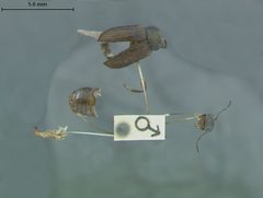 Colaspis pini schotti by the Smithsonian. Used under a CC0 license.