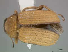 Colaspis viridiceps australis by the Smithsonian. Used under a CC0 license.