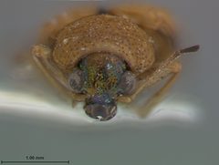 Colaspis viridiceps australis by the Smithsonian. Used under a CC0 license.