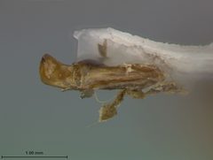 Colaspis viridiceps australis by the Smithsonian. Used under a CC0 license.