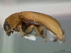Colaspis viridiceps australis by the Smithsonian. Used under a CC0 license.