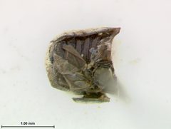 Coscinoptera soricina by the Smithsonian. Used under a CC0 license.