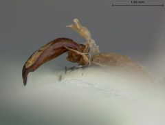 Coscinoptera tibialis by the Smithsonian. Used under a CC0 license.