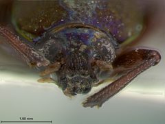 Coscinoptera tibialis by the Smithsonian. Used under a CC0 license.