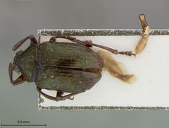 Coscinoptera tibialis by the Smithsonian. Used under a CC0 license.