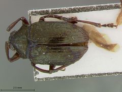 Coscinoptera tibialis by the Smithsonian. Used under a CC0 license.