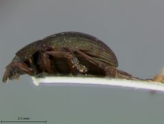 Coscinoptera tibialis by the Smithsonian. Used under a CC0 license.
