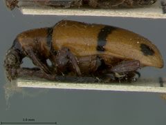 Crioceris fasciatipennis by the Smithsonian. Used under a CC0 license.