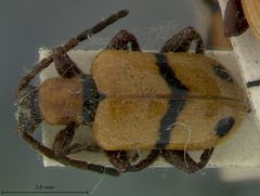 Crioceris fasciatipennis by the Smithsonian. Used under a CC0 license.