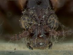 Crioceris fasciatipennis by the Smithsonian. Used under a CC0 license.