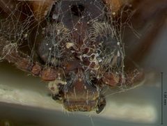 Crioceris fasciatipennis by the Smithsonian. Used under a CC0 license.