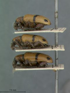 Crioceris fasciatipennis by the Smithsonian. Used under a CC0 license.