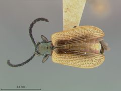 Crioceris submetallica by the Smithsonian. Used under a CC0 license.
