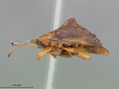 Deloyala clavata diversicollis by the Smithsonian. Used under a CC0 license.