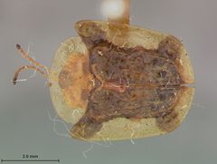 Deloyala clavata diversicollis by the Smithsonian. Used under a CC0 license.