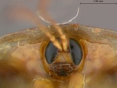 Deloyala clavata diversicollis by the Smithsonian. Used under a CC0 license.