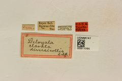 Deloyala clavata diversicollis by the Smithsonian. Used under a CC0 license.