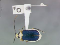 Diabrotica neoallardi by the Smithsonian. Used under a CC0 license.