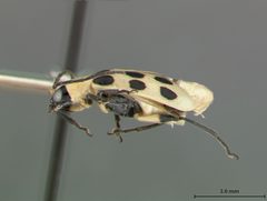 Diabrotica undecimpunctata howardi by the Smithsonian. Used under a CC0 license.