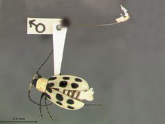 Diabrotica undecimpunctata howardi by the Smithsonian. Used under a CC0 license.