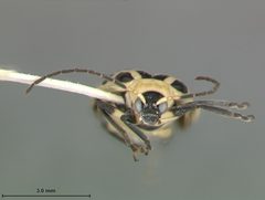 Diabrotica undecimpunctata howardi by the Smithsonian. Used under a CC0 license.