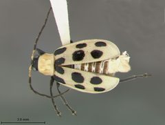Diabrotica undecimpunctata howardi by the Smithsonian. Used under a CC0 license.