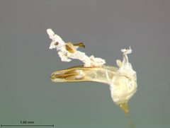 Diabrotica undecimpunctata howardi by the Smithsonian. Used under a CC0 license.