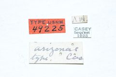 Disonycha arizonae by the Smithsonian. Used under a CC0 license.