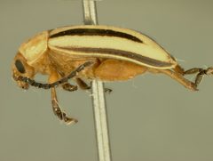 Disonycha balsbaughi by the Smithsonian. Used under a CC0 license.