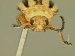 Disonycha balsbaughi by the Smithsonian. Used under a CC0 license.