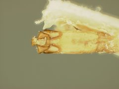 Disonycha balsbaughi by the Smithsonian. Used under a CC0 license.